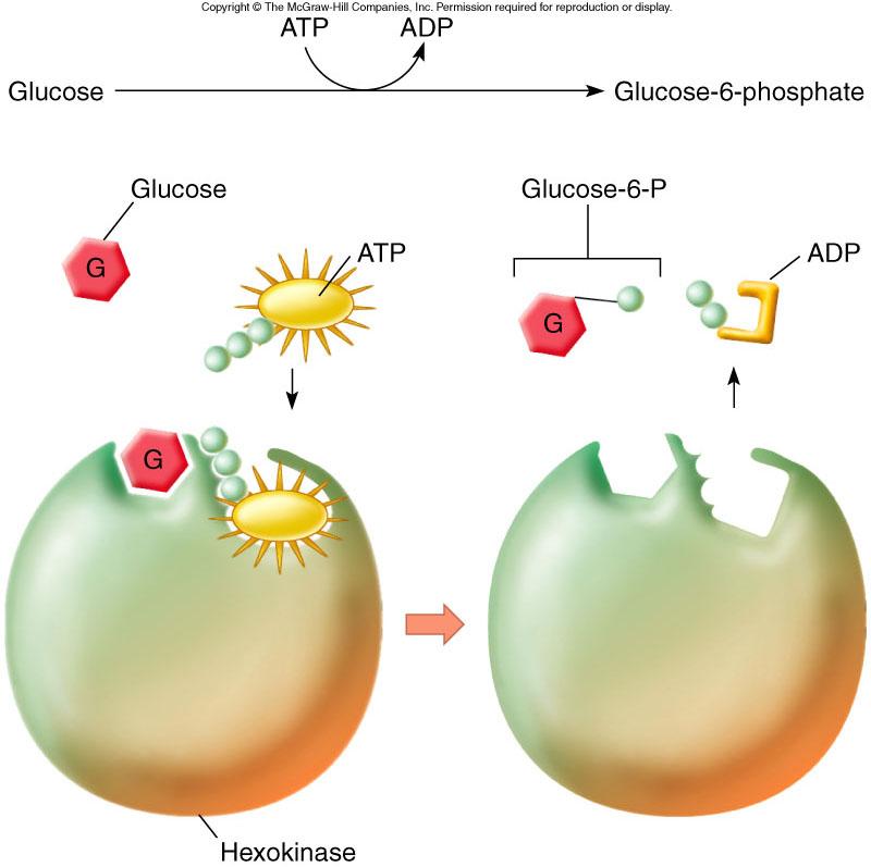 ATP can be used to phosphorylate an organic molecule such as glucose during catabolism,