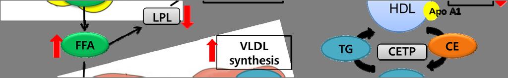 The TG in VLDL is exchanged for cholesteryl esters from low-density lipoproteins (LDL) and high-density lipoproteins (HDL) by the cholesteryl ester transport protein, producing TG-rich LDL and HDL.