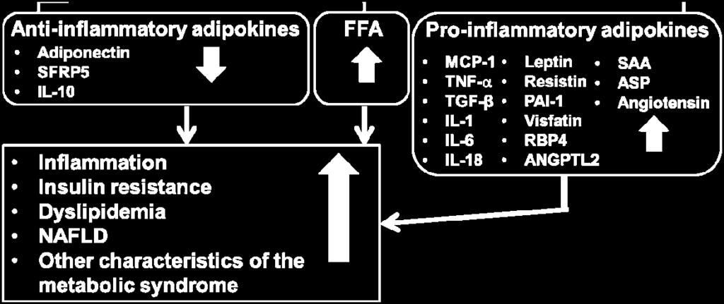 In obese state, the enlarged adipose tissue leads to dysregulated secretion of adipokines and increased release of free fatty acids.