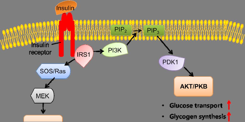 Int. J. Mol. Sci. 2014, 15 6189 Figure 3. Schematic view of insulin signaling pathway in adipose tissue.