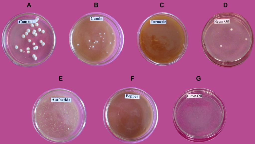 Fig. 2a. Anti-fungal effects of various herbal compounds on Penicillium verrucosum.