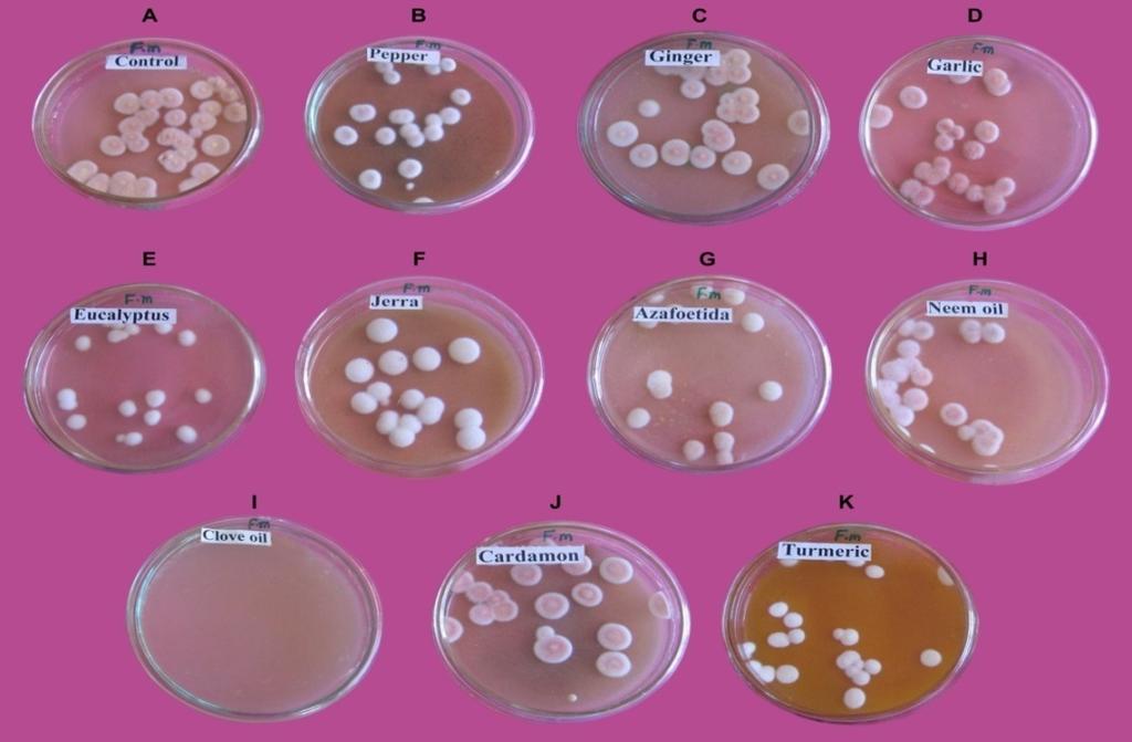 International Journal of Agricultural Technology 2014, Vol. 10(6):1573-1583 Fig. 3a. Anti-fungal effect of various herbal compounds on Fusarium moniliforme.