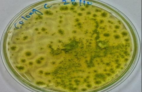 followed by another most frequent Penicillium spp. (24%) was observed in present study.