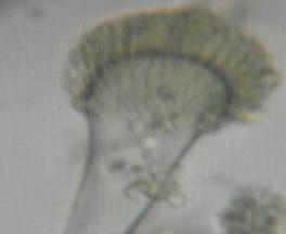 High frequency of Aspergillus and Penicillum were also reported when analysing stored barley grains.
