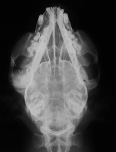 Veterinarni Medicina, 53, 2008 (5): 277 281 Figure 2. Transverse CT image showed completely remodeling and bony fusion of the right temporomandibular joint Figure 1.