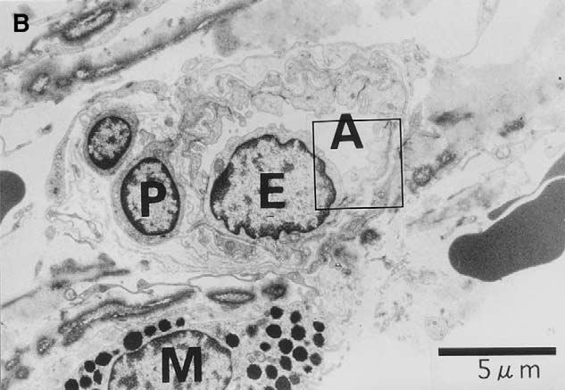 (B) High magnification of the area surrounded by the box in (A). Pericytes (P) and melanocytes (M) are observed lateral to the endothelial cells (E).