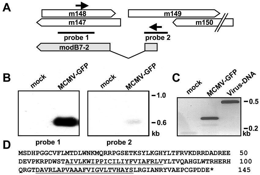 VOL. 78, 2004 MCMV GENE MODULATING CD86 EXPRESSION 13067 FIG. 4. Detection of viral transcripts.
