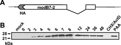 13068 LOEWENDORF ET AL. J. VIROL. FIG. 5. Identification of the protein encoded by the modb7-2 gene.
