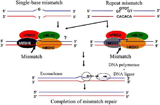 Lynch syndrome- MMR genes The DNA mismatch repair (MMR)