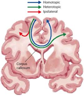 each hemi 2. Anterior Commissure [blue] oval 3. Hippocampal Commissure [green] triangular Methods of transportation a.
