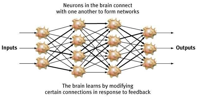 Brain plasticity Neurons ability to