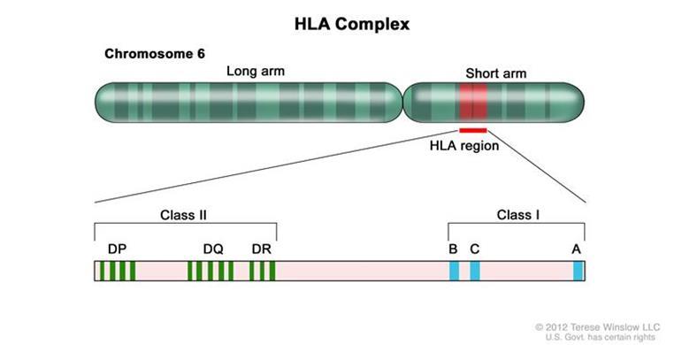 leukocyte antigen (HLA) system.