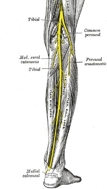 Fibular Nerve Below knee Tendons