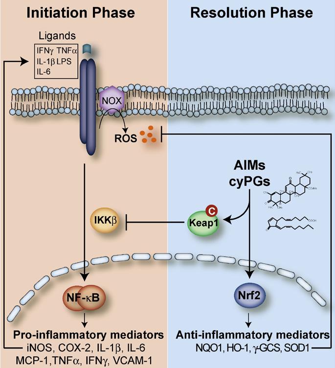 Nrf2 Activation is Anti-Inflammatory and Tissue Protective AIMs target Keap1 and activate Nrf2 Nrf2 regulates 250+ antioxidant and detoxification enzymes Increases cellular antioxidant content