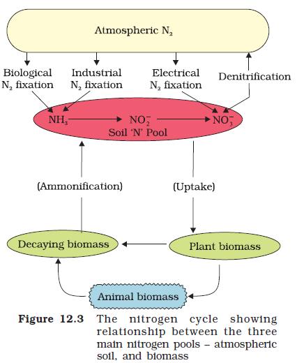 Nitrogen Metabolism Nitrogen Cycle: Nitrogen fixation: The process of conversion of nitrogen (N2) into ammonia (NH3) Ammonification: The process of decomposition of organic nitrogen of plants and