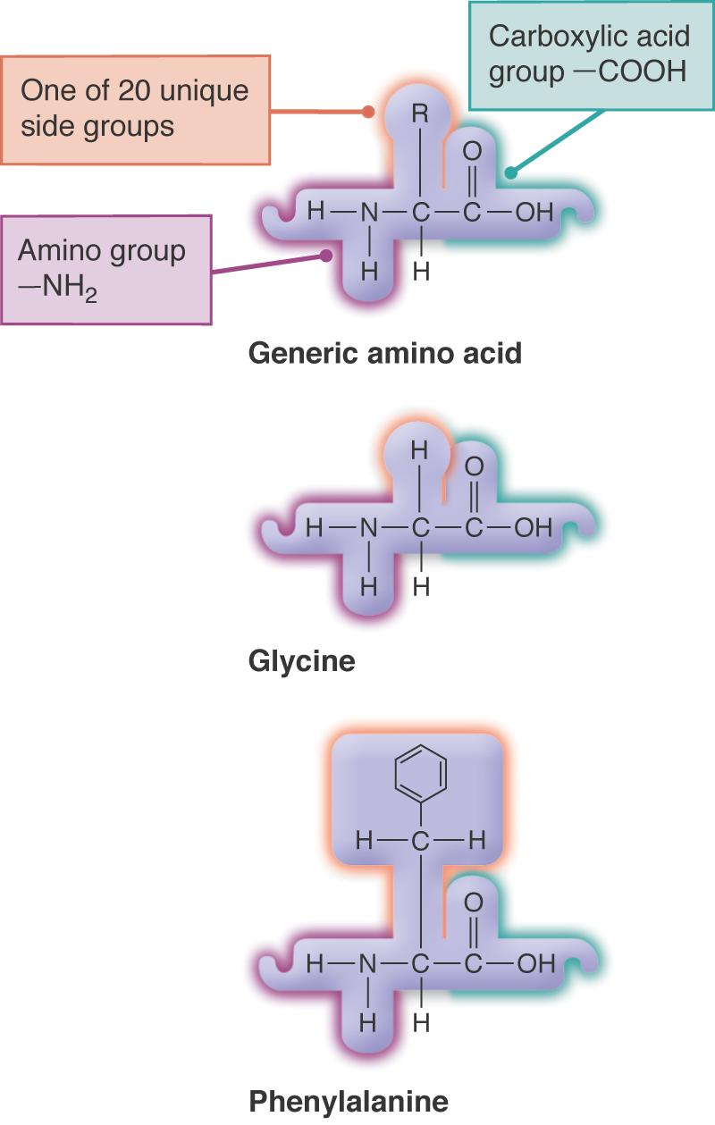 Amino Acids Iden6fied by Side Chains Protein structure: