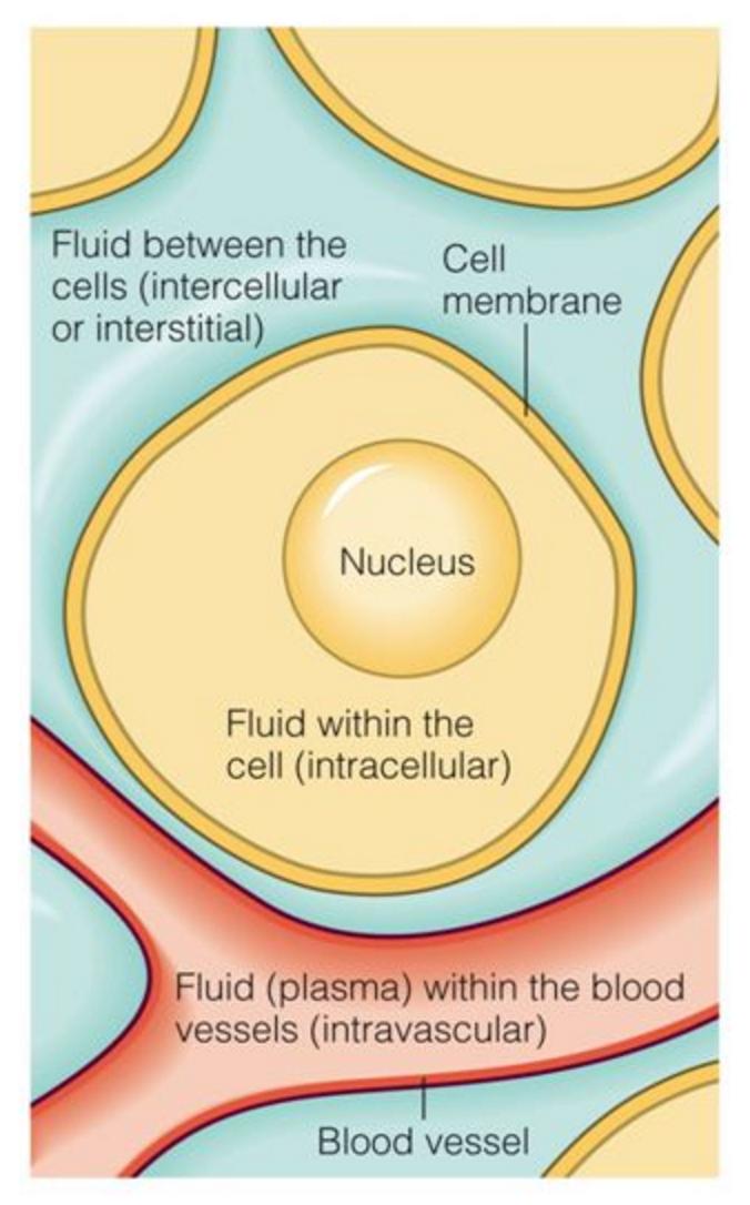 Outside cells: extracellular Inters44al ﬂuid Intravascular ﬂuid Func6ons of