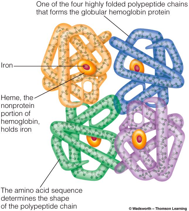 Protein shape and function Copyright 2005