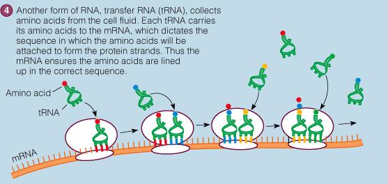 Protein Synthesis Lining Up the Amino Acids