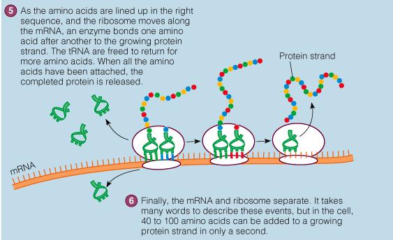 Protein Synthesis http://nutrition.jbpub.com/animations/animations.cfm?