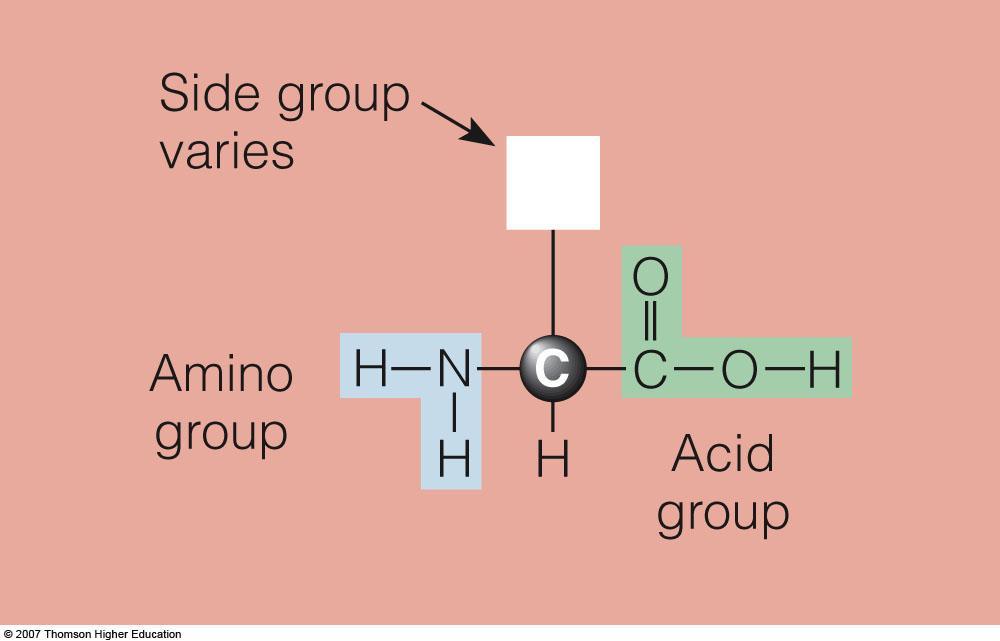 Chemist s View of Protein Amino Acid Contain carbon, hydrogen, oxygen and nitrogen Each amino acid has an amino group, an acid group, a hydrogen