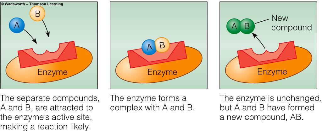 Roles of Proteins Enzymes Proteins that facilitate the building of substance Proteins that break down substances