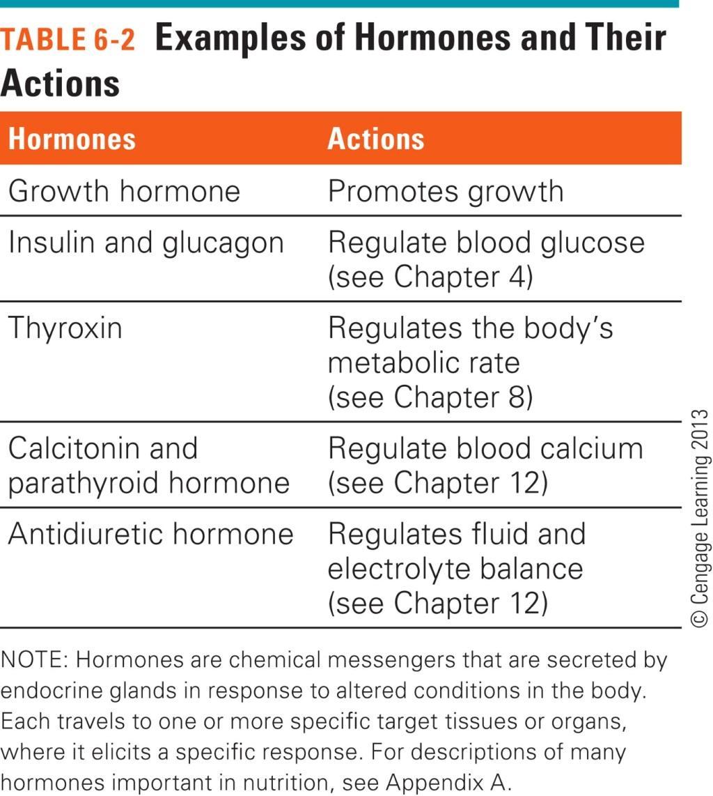 Roles of Proteins Hormones Messenger molecules Some hormones are