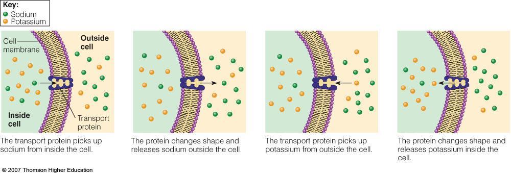 Roles of Proteins Transporters Carry lipids, vitamins, minerals and oxygen in the body Act as