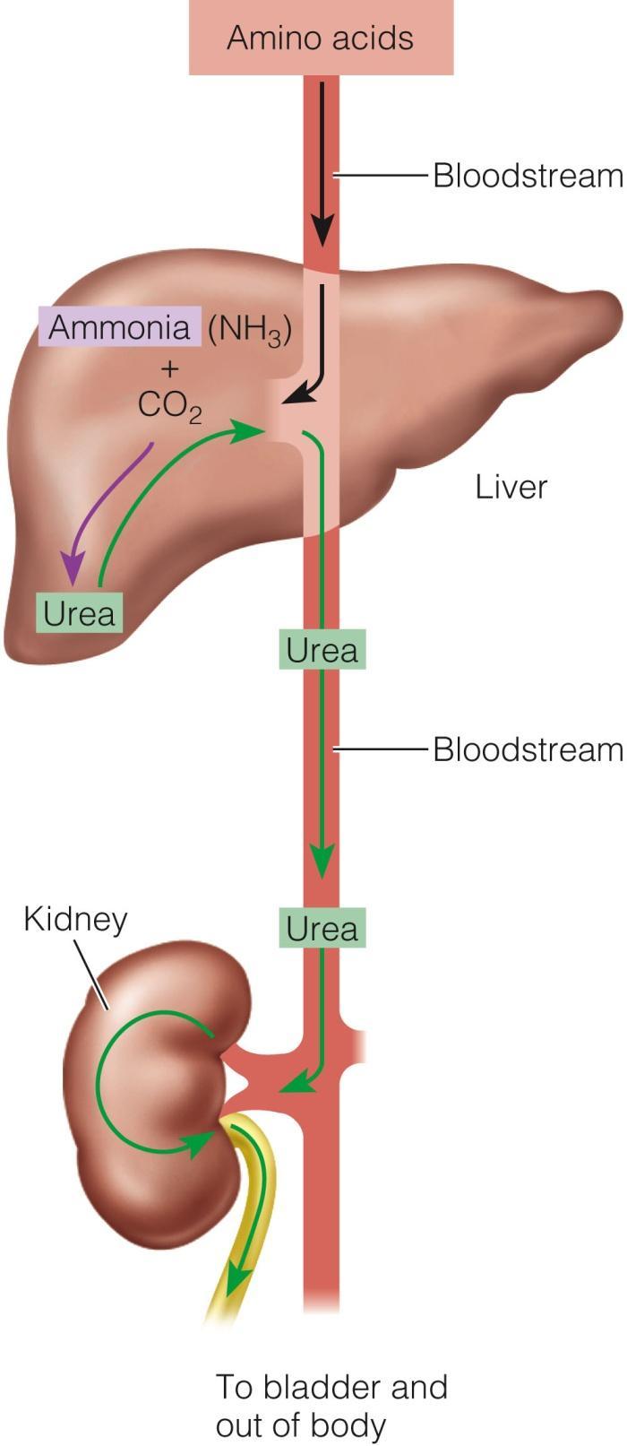 Urea Excretion Liver makes urea out of Ammonia (NH3) Urea travels to the kidneys which filter it out and excrete it in