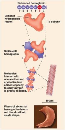 Protein Structure The sickle-cell hemoglobin mutation alters what level(s) of protein structure?