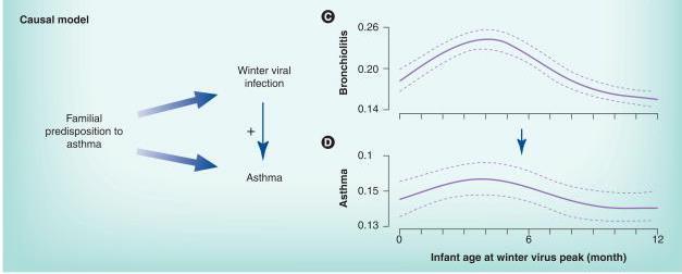Winter viral infections in the causal pathway for asthma bronchiolitis asthma Infants who were 4 months of age at the peak of winter viral season were more likely to develop both clinical