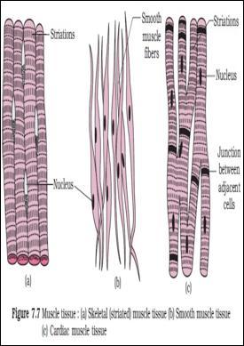 d) Ciliated epithelium: Columnar/cuboidal cells with cilia. Found in bronchioles and fallopian tubes. 2. Draw a neat labeled diagram of alimentary canal of cockroach. 3.
