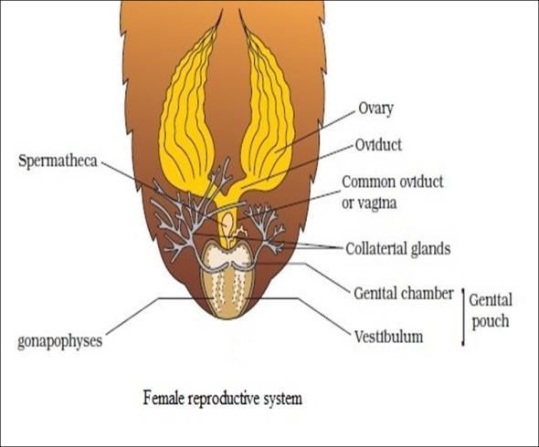 Each ovary is formed of a group of eight ovarian tabules or ovarioles, containing a chain of developing ova.oviducts of each ovary unite into a single median oviduct which open into genital chamber.