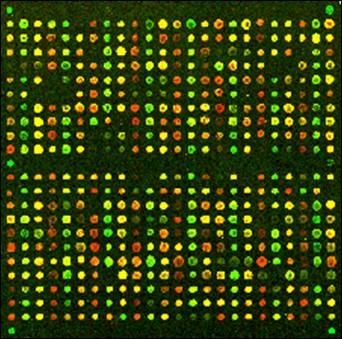 Affymetrix Human Genome Array The experimental model Fig 9: The experimental model The hgh gene is isolated and cloned into a plasmid vector The vector is inserted into human breast cells that are