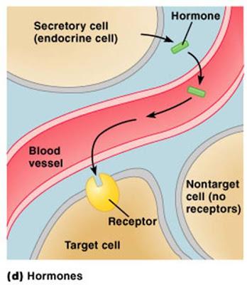 Hormone Action Hormones affect only certain tissues or organs (target cells or target