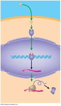 membranes, Signal transduction pathway Relay bind to a receptor protein in the cytoplasm or nucleus, and molecules form a hormone-receptor