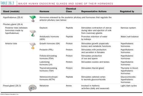 3 Overview: The vertebrate endocrine system consists of more than a dozen major glands The following figure shows the locations of the major endocrine