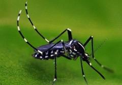 West Nile virus Dengue virus
