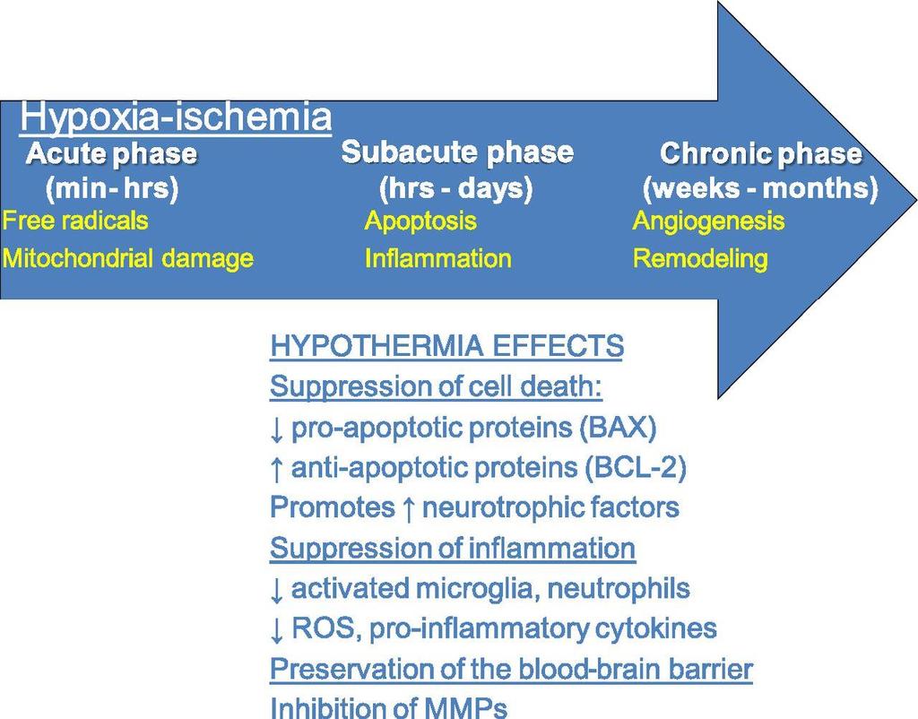 Effect of hypothermia on the hypoxic-ischemic cascade