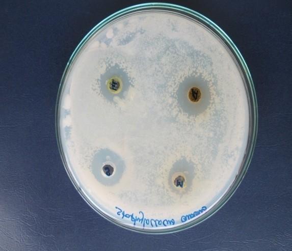 zone was obtained in E. coli 26 mm and the minimum inhibition zone was methanolic extract found in Staphylococcus aureus which is 1 mm. The comparison in strain shows that in gram negative E.