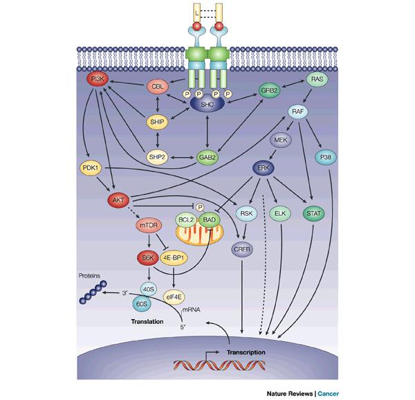FLT-3 kinase receptor in normal hematopoietic stem cells FLT-3 kinase activation in