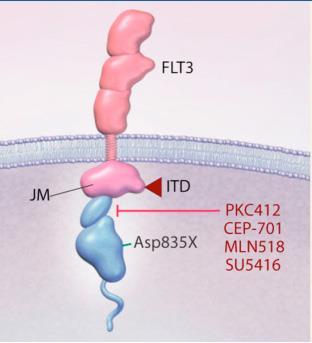 FLT-3 Mutations in AML Result in constitutive activation of FLT3 kinase Activation of
