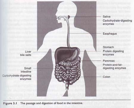 Secretions from liver and pancreas, fats, and proteins absorbed in upper/middle parts of small intestine.