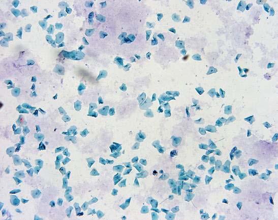 Multichrome Papanicolaou stained cytology specimens