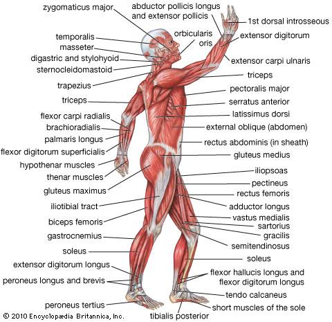 Muscular System Works with skeletal system to produce voluntary