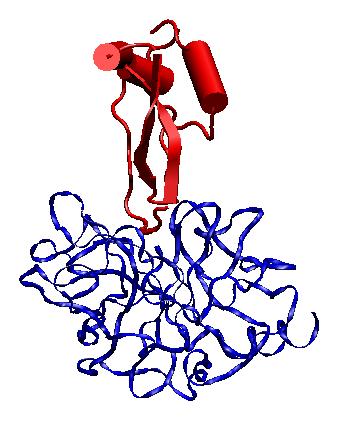 BPTI: A standard mechanism inhibitor Binds to Trypsin as a substrate. (has a reactive site) forms an acyl-enzyme intermediate rapidly. Very little structural changes in Trypsin or BPTI.
