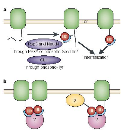 Independent of proteasome 1. Traffic Controller degradation Directing the traffic in the cell.