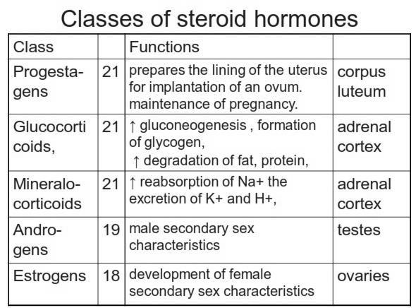 - There are the 5 classes of steroids, they re in this table, with their No. of Carbons, functions and where they re synthesized: - This is a Simple graph showing how each steroid Class is made.