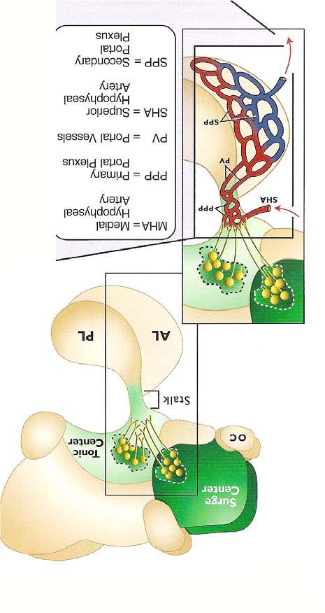 Hypothalamic Surge/Tonic Centers Neurosecretory neurons from surge and tonic centers deposit