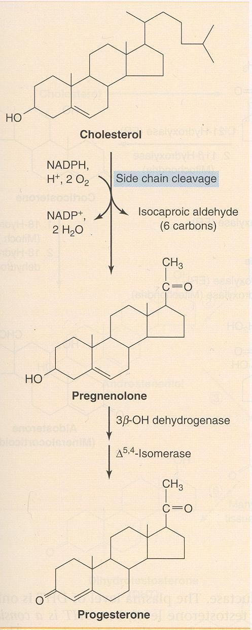 20 22 Isocaproic aldehyde Mitochondrial side chain cleavage enzyme cholesteroldesmolase initiates the synthesis of the progestins.